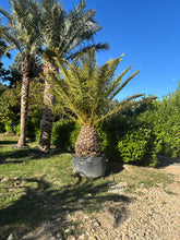 Palmier Phoenix canariensis